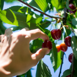 how to pick cherries from a tall tree