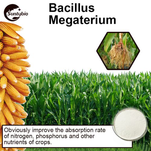 Bacillus Mucilaginosus