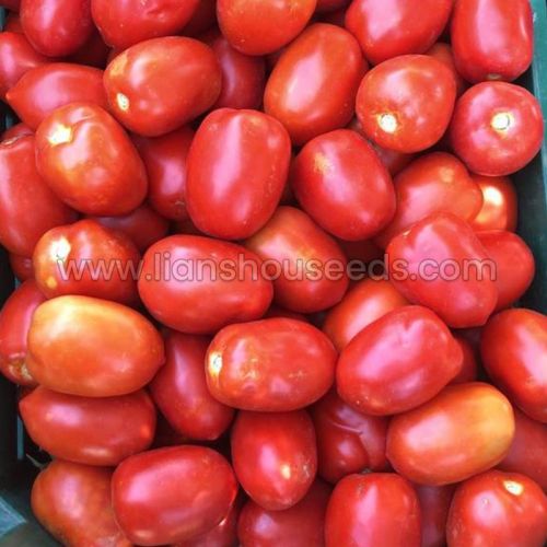 T192 Good Quality Semi Determinate Saladette Tomato Variety